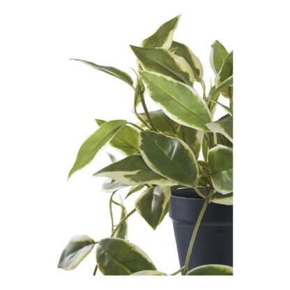 Hoya Carnosa - Kunstpflanze, grün H:33 cm – Bild 2