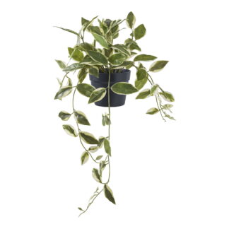 Hoya Carnosa - Kunstpflanze, grün H:33 cm