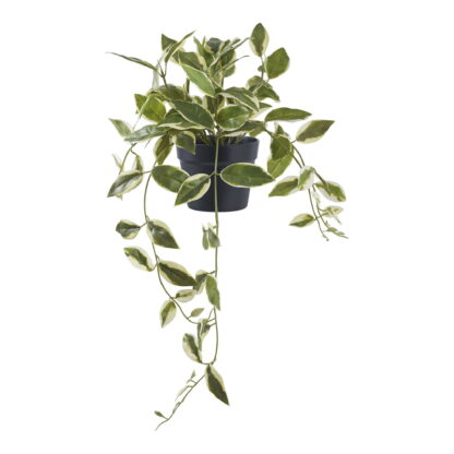 Hoya Carnosa - Kunstpflanze, grün H:33 cm